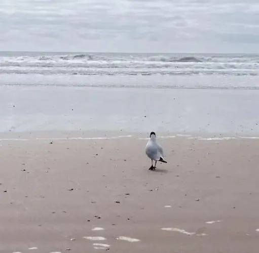 Un Petit Nid Douillet En Front Et Vue St Jean Apartamento Saint-Jean-de-Monts